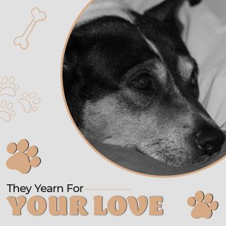 He will be your friend, your partner, your defender! For him you are his love, leader and caretaker! 

All it takes is a little love & affection and he will be yours, faithful and true, to the last beat of his heart.
.
.
.
.
.

#careforstray #doglovers #animallovers #paw #feedanimals #saveanimals #letsunite #waterbowl #caregiving #animals #india #initiative