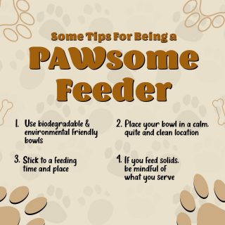 If you also have a soft corner for paws & have just started to feed the strays, we at Youth Transformers are here to guide you! 

While there is a lot to be considered, here are some basic things that one should keep in mind when feeding a stray.

Share your picture with us while feeding & tag us, for each stray you feed, we do the same to make double of them happy!
.
.
.
.

#careforstray #doglovers #animallovers #paw #feedanimals #saveanimals #letsunite #waterbowl #caregiving #animals #india #initiative